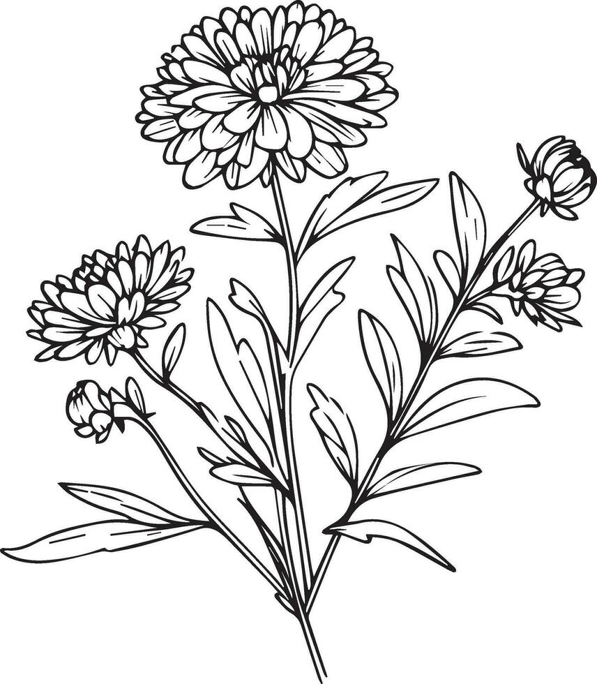 einstellen von ein dekorativ stilisiert Aster Blume isoliert auf Weiß Hintergrund. höchst detailliert Vektor Illustration, September Geburt Blume Mauer Dekor