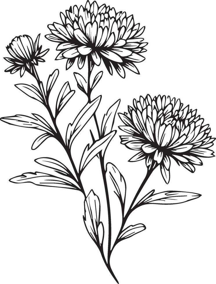 einzigartig Blume Färbung Seiten, handgemalt Vektor Illustration von ein Garten Vielfalt von Aster Kosmos und Gliederung Illustration, Aster Blumen Mauer Dekor, Aster Blume Kunst drucken