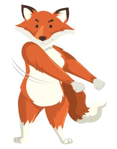 Ein Fuchs, der auf weißen Hintergrund tanzt vektor