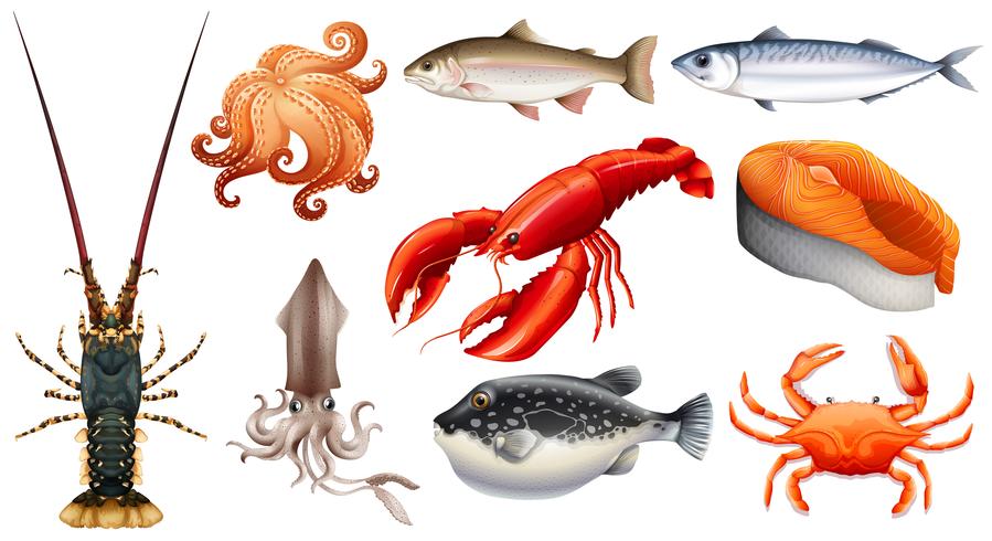 Olika typer av skaldjur vektor