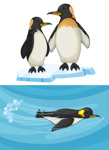 Pinguin schwimmen und stehen auf Eis vektor