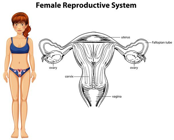 mänsklig anatomi av kvinnligt reproduktionssystem vektor