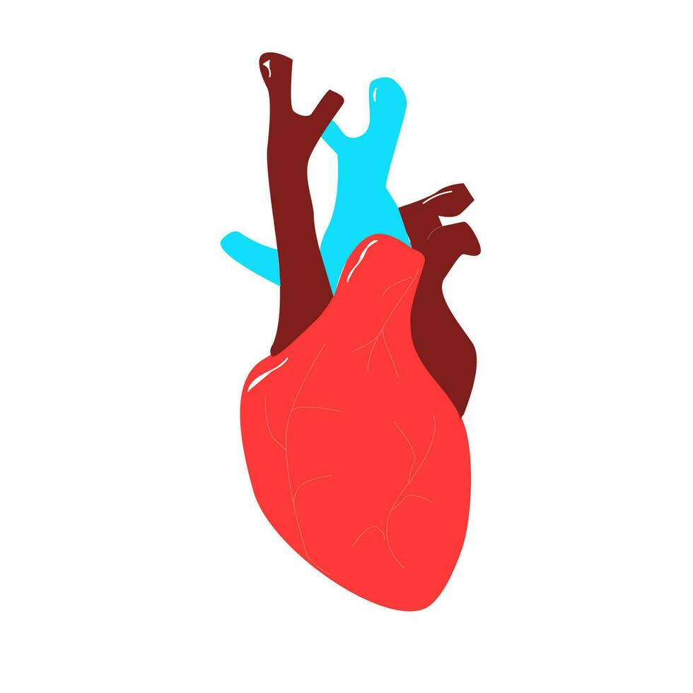 Mensch Herz zum Anatomie oder Kardiologie Konzept vektor