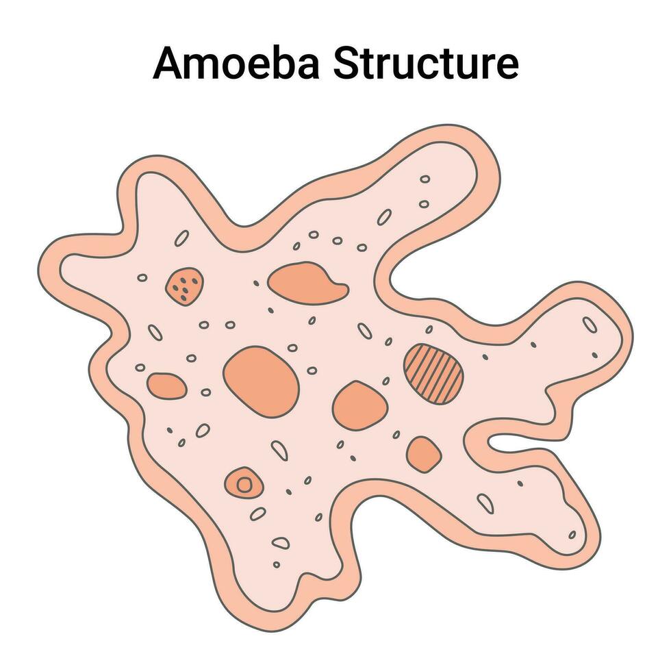 Amöbe Struktur Wissenschaft Design Vektor Illustration