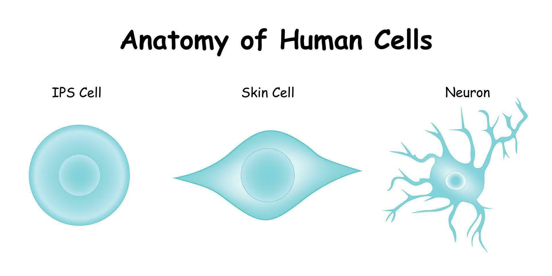 Anatomie von Mensch Zellen Vektor Design Illustration