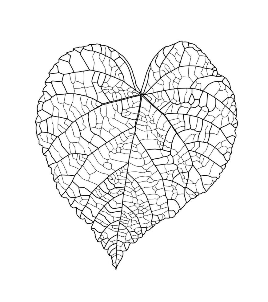 linjär grafisk bild lind blad med vener i de form av en hjärta isolerat på en vit bakgrund. vektor illustration. element för design i linje konst stil.