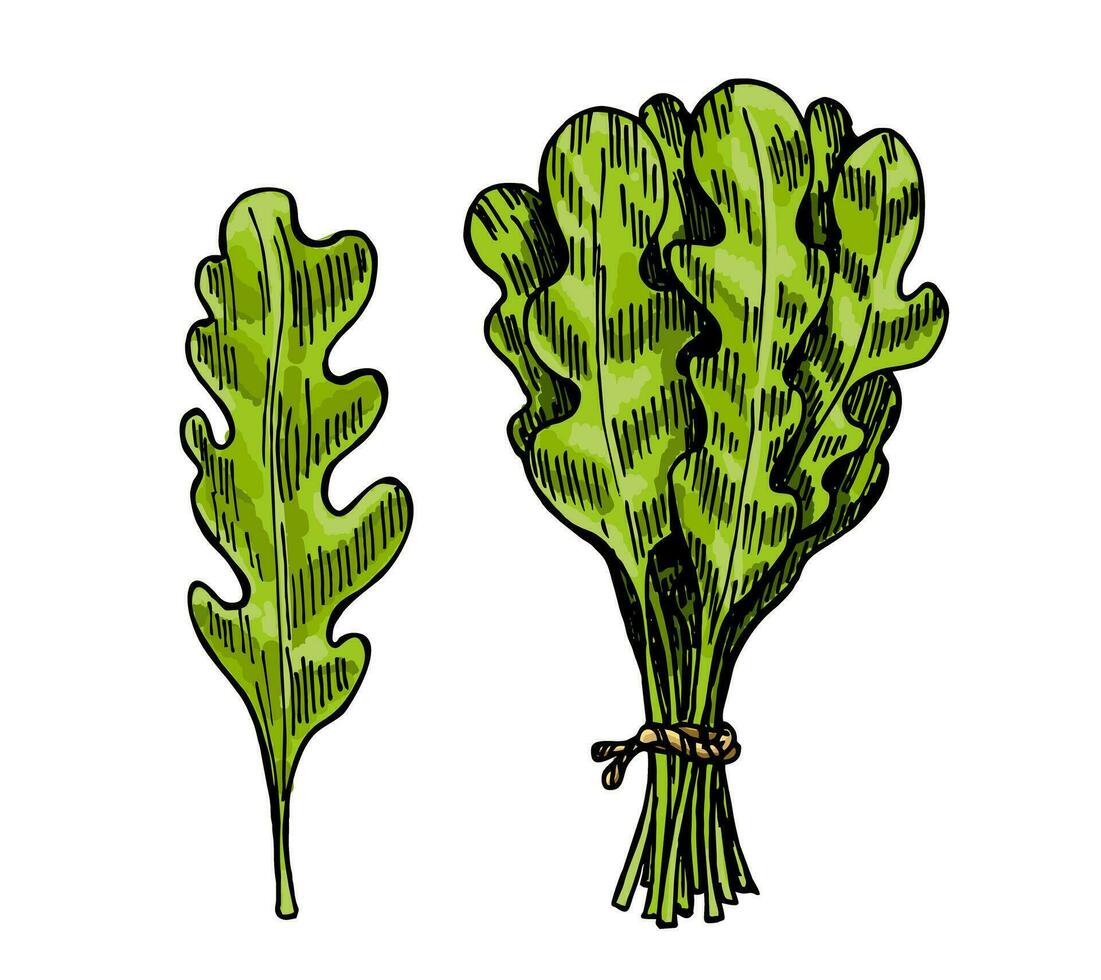 hand dragen Färg skiss ruccola. organisk färsk mat vektor illustration isolerat på vit bakgrund. retro vegetabiliska rucola sallad illustration. skiss stil botanisk bild