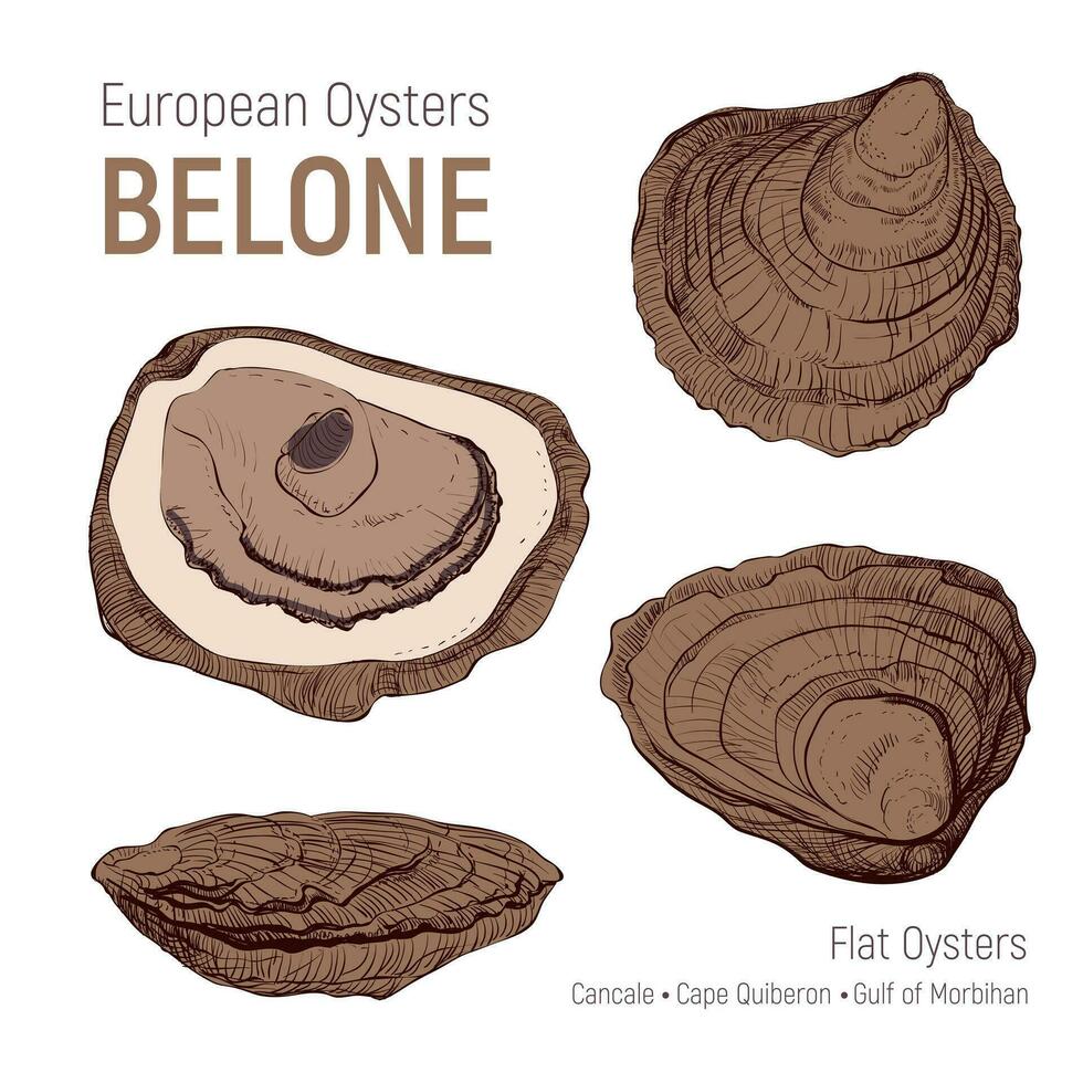 europeisk ostron belone. hand dragen skiss uppsättning. skaldjur kök och maträtter affisch. vektor skal på vit bakgrund. årgång illustration, bra design för fisk restaurang, logotyp bruka eller marknadsföra.