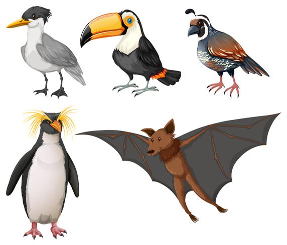 Olika typer av vilda fåglar vektor