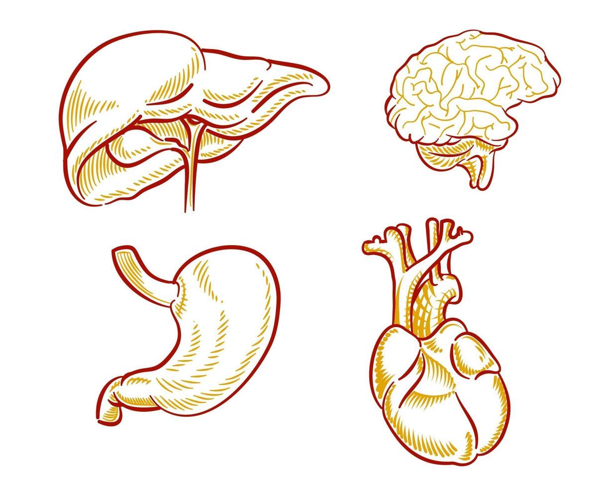 Satz menschlicher Organe Illustration für Gestaltungselement vektor