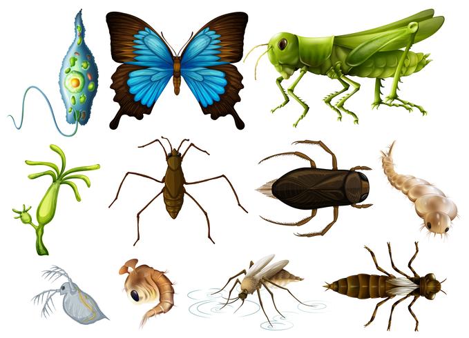 Olika typer av insekter på vit bakgrund vektor