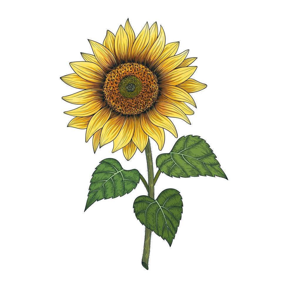 Hand gezeichnete Sonnenblumenzeichnungsillustration lokalisiert auf weißem Hintergrund vektor
