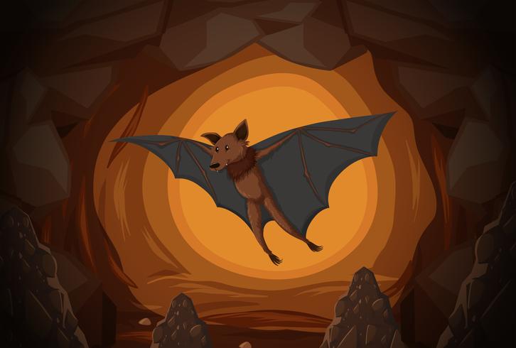 Bat i en grotta vektor