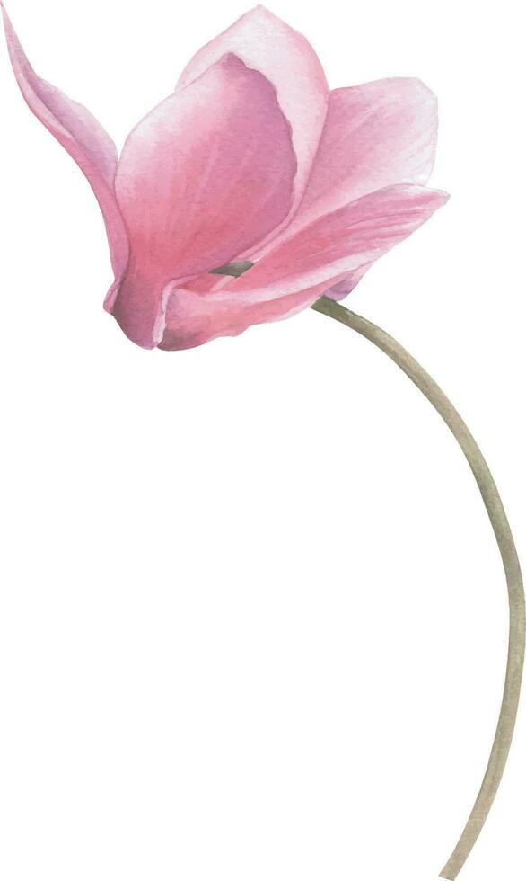 Vektor Bild von ein Rosa Alpenveilchen Blume im Aquarell botanisch Stil.