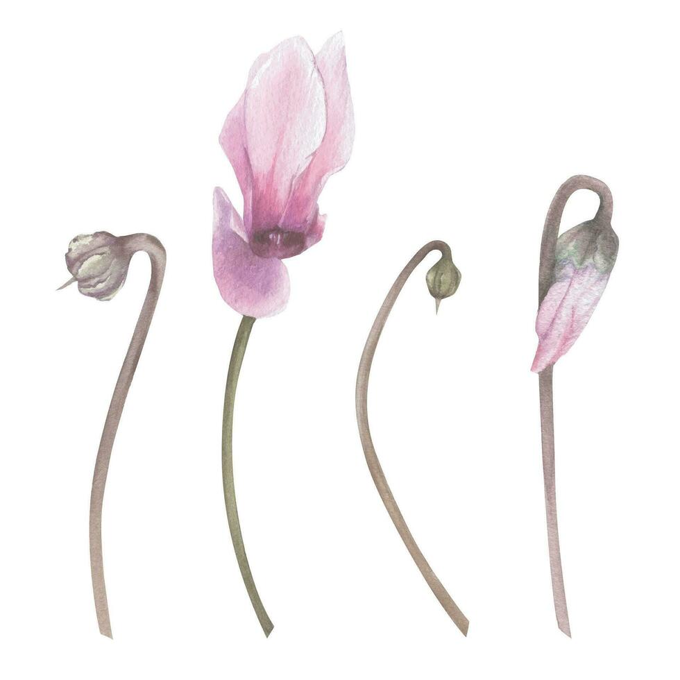 Vektor Komposition von Alpenveilchen Blumen und Blätter im Aquarell botanisch Stil.