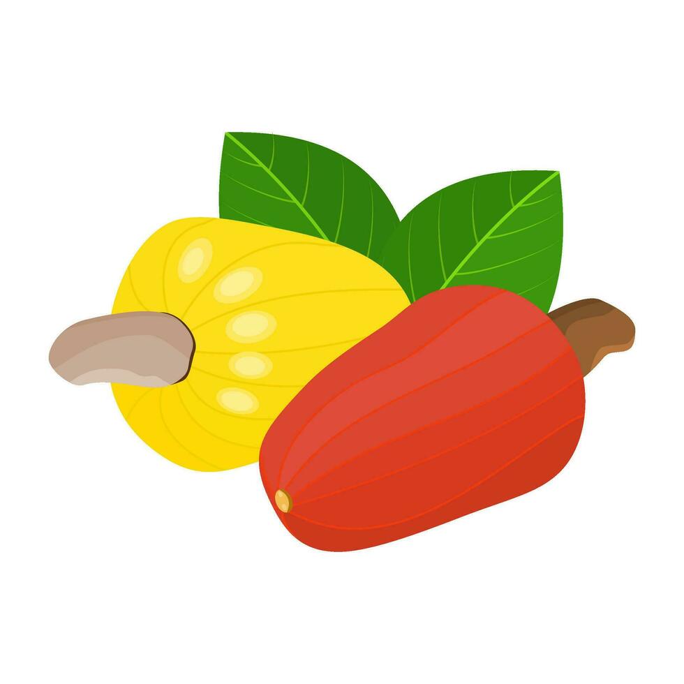 Cashew ist ein Obst Das hat ein süss, leicht sauer und Bohnenkraut schmecken. diese Obst wächst im tropisch Klimazonen vektor