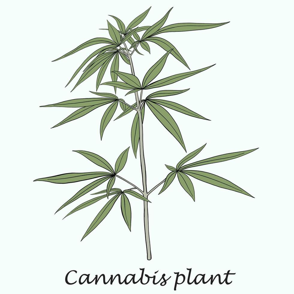 Einfachheit Cannabispflanze Freihandzeichnen flaches Design. vektor