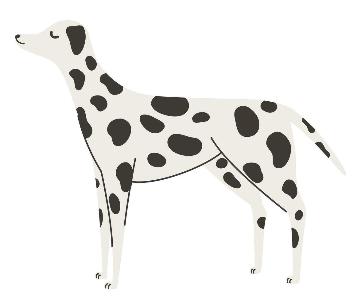 Dalmatiner Hund. Haustiere, Tiere, Eckzahn Thema Design Element im zeitgenössisch einfach eben Stil. Vektor Karikatur Illustration isoliert auf das Weiß Hintergrund.