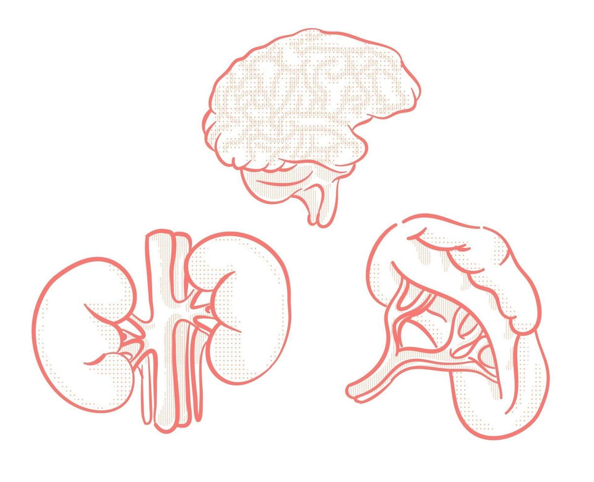 Satz menschlicher Organe Illustration für Gestaltungselement vektor