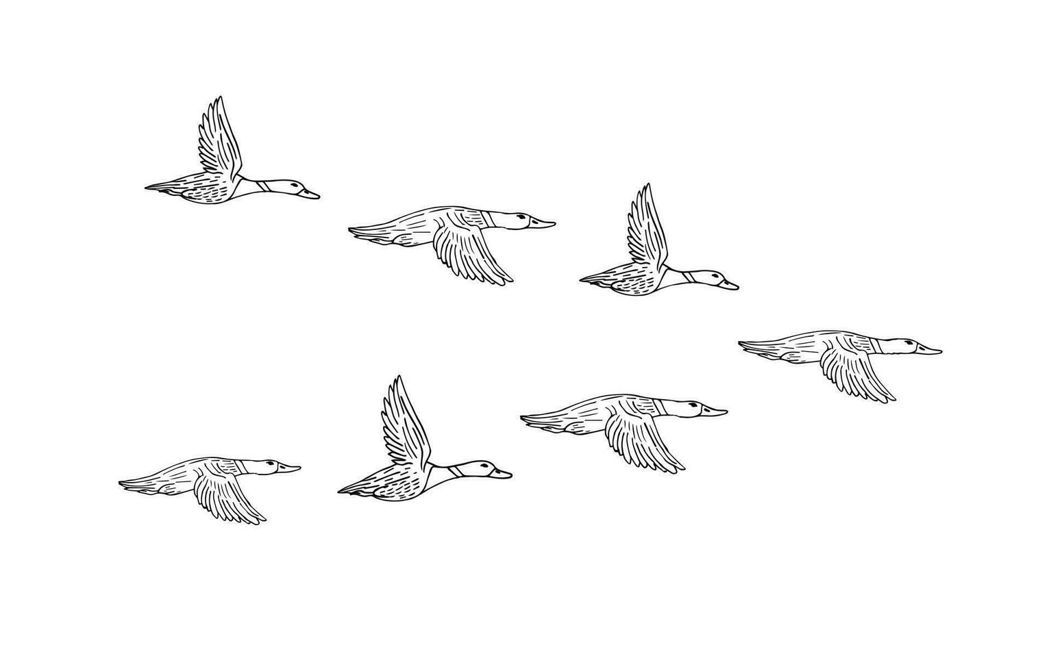 Vektor Hand gezeichnet skizzieren Herde von fliegend Ente