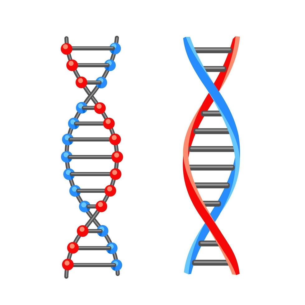 DNA-molekyl. ikon. vektorillustration på vit bakgrund. vektor