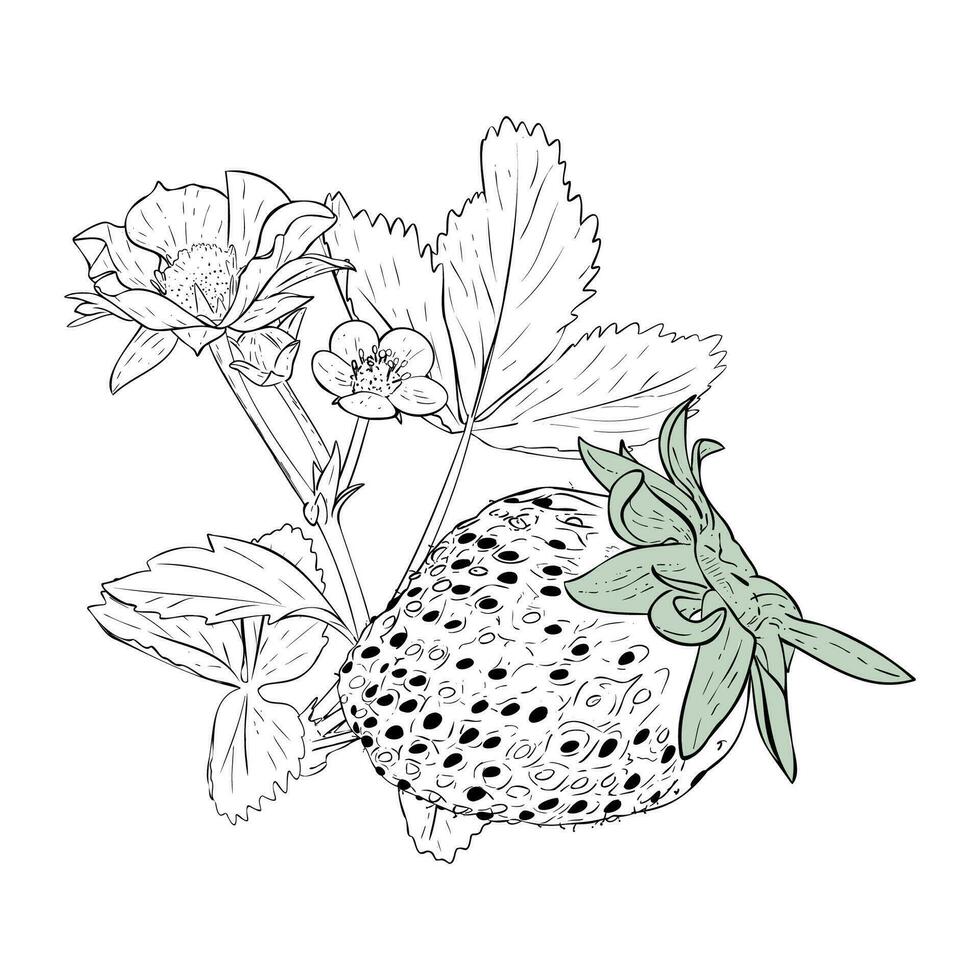 vektor illustration, jordgubb gren med bär, blomstrande blommor och lövverk. årgång botanisk teckning av trädgård frukt växt. botanisk skiss. hand ritade, isolerat på vit bakgrund