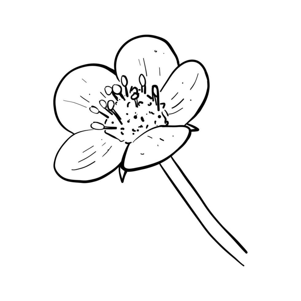 vektor, linje illustration av hand dragen jordgubbe, jordgubb eller hallon blommor. isolerat blommor på vit bakgrund. skriva ut för tyg, förpackning, märka, affisch, skriva ut, logotyp mönster vektor