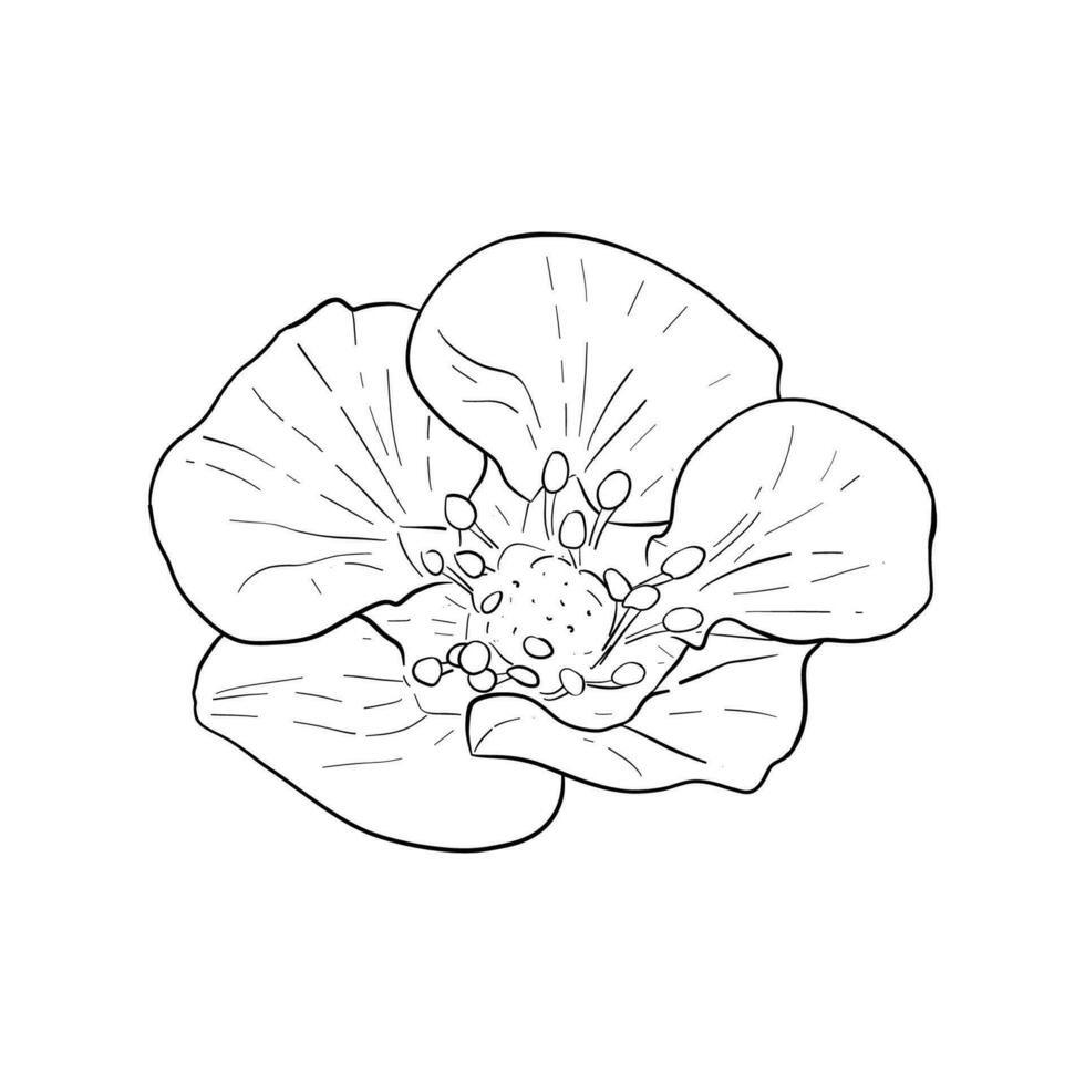 Vektor, Linie Illustration von Hand gezeichnet Erdbeere, Erdbeere oder Himbeere Blumen. isoliert Blumen auf Weiß Hintergrund. drucken zum Stoff, Verpackung, Etikett, Poster, drucken, Logo Designs vektor