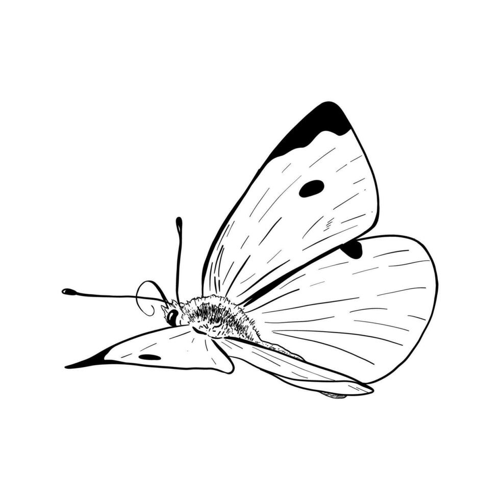 Umriss, Silhouette von Weiß Schmetterling, Seite Sicht. Vektor Illustration isoliert auf Weiß Hintergrund