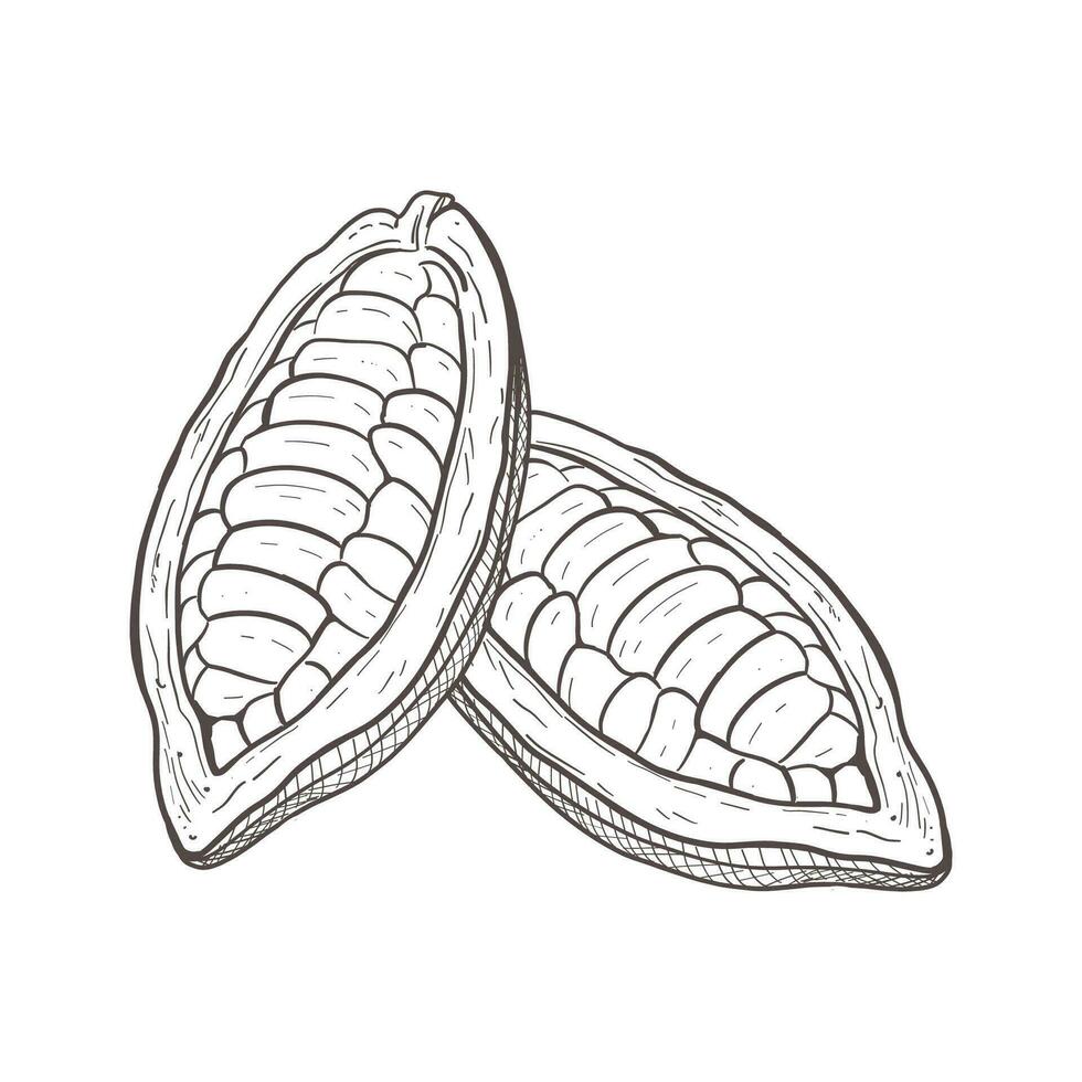 vektor illustration uppsättning av två öppnad oskalade rå kakao bönor. du kan ser frön. svart detaljerad översikt av frukter, grafisk teckning. för vykort, design och sammansättning dekoration, grafik, posters
