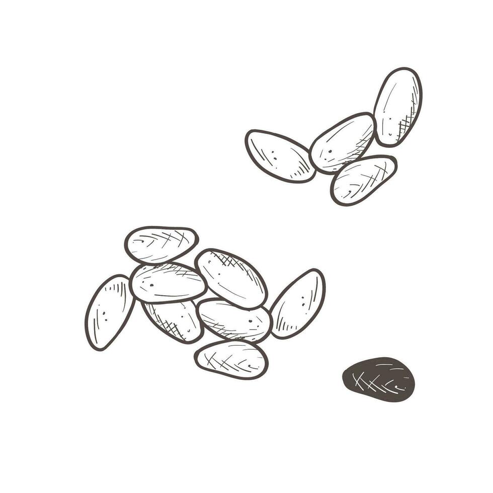 vektor illustration uppsättning av rå kakao frön. svart skicklig översikt av kakao frukt, grafisk teckning. för vykort, design och sammansättning dekoration, grafik, affischer, klistermärken, meny, frimärken