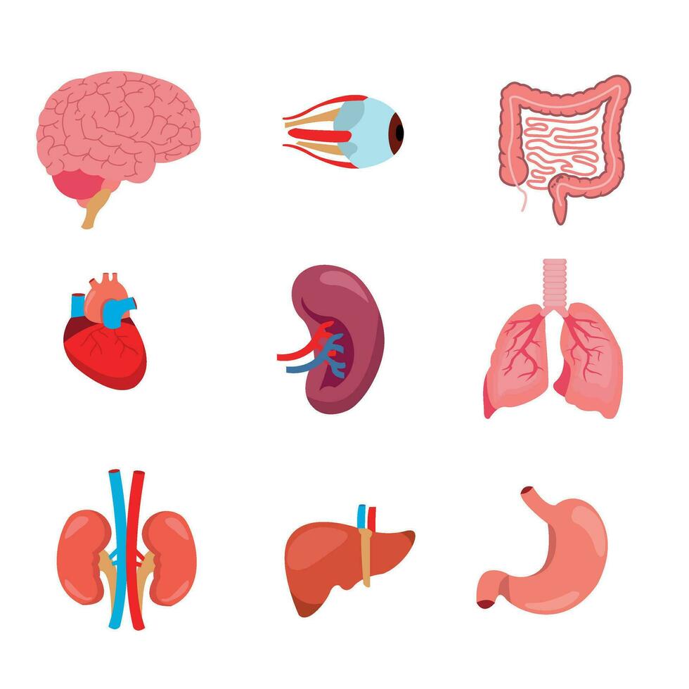 menschliche anatomie inneres organset mit gehirn, lunge, darm, herz, niere, bauchspeicheldrüse, milz, leber und magen. vektor isolierte illustration