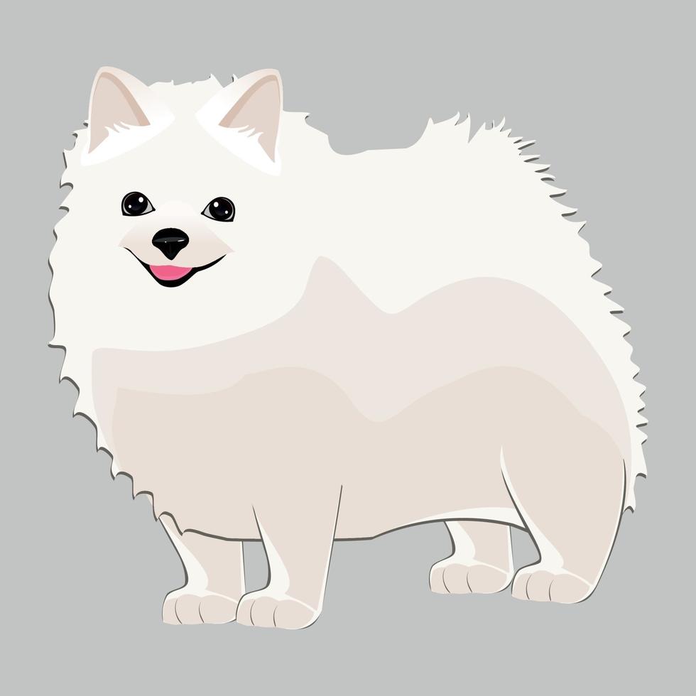 realistisk vit hund spitz ras sitter på en vit bakgrund vektor