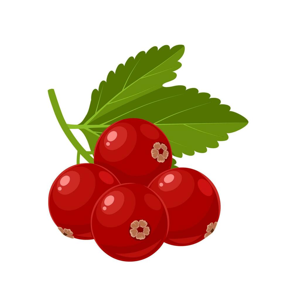 vektor illustration, ribes rubrum eller röd vinbär, isolerat på vit bakgrund.