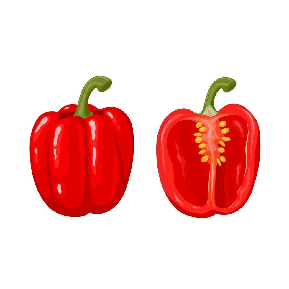 vektor illustration, klocka peppar också känd som paprika, vetenskaplig namn spansk peppar annuum, isolerat på vit bakgrund.