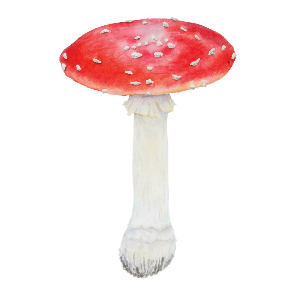 rot fliegen Agaric. Aquarell Hand gezeichnet Illustration. realistisch botanisch Amanita Muscaria Pilz Clip Kunst zum Öko Waren, Textilien, natürlich Kräuter- Medizin, gesund Tee, Kosmetika, homöopathisch Heilmittel vektor