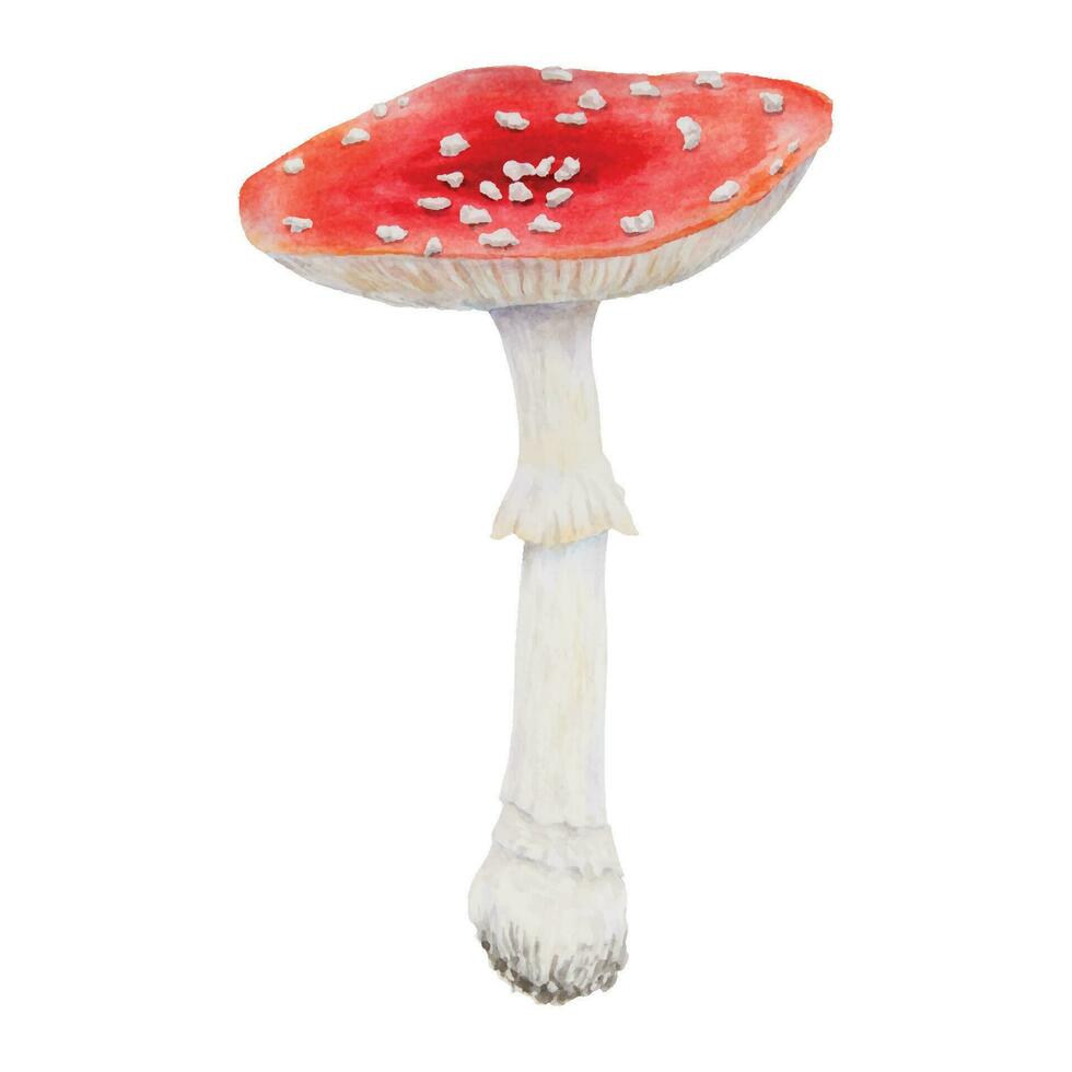 rot fliegen Agaric. Aquarell Hand gezeichnet Illustration. realistisch botanisch Amanita Muscaria Pilz Clip Kunst zum Öko Waren, Textilien, natürlich Kräuter- Medizin, gesund Tee, Kosmetika, homöopathisch Heilmittel vektor