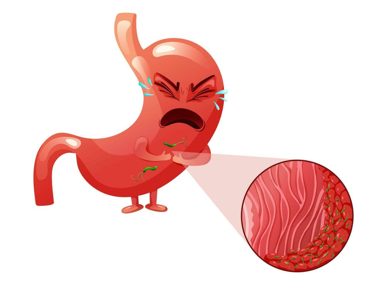 gråt tecknad serie mage karaktär med helicobacter pylori infektion i epitel celler under förstoring vektor