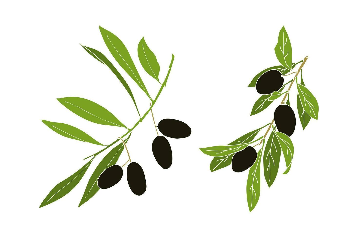 uppsättning av oliv grenar med mörk frukter, Nej kontur. vektor