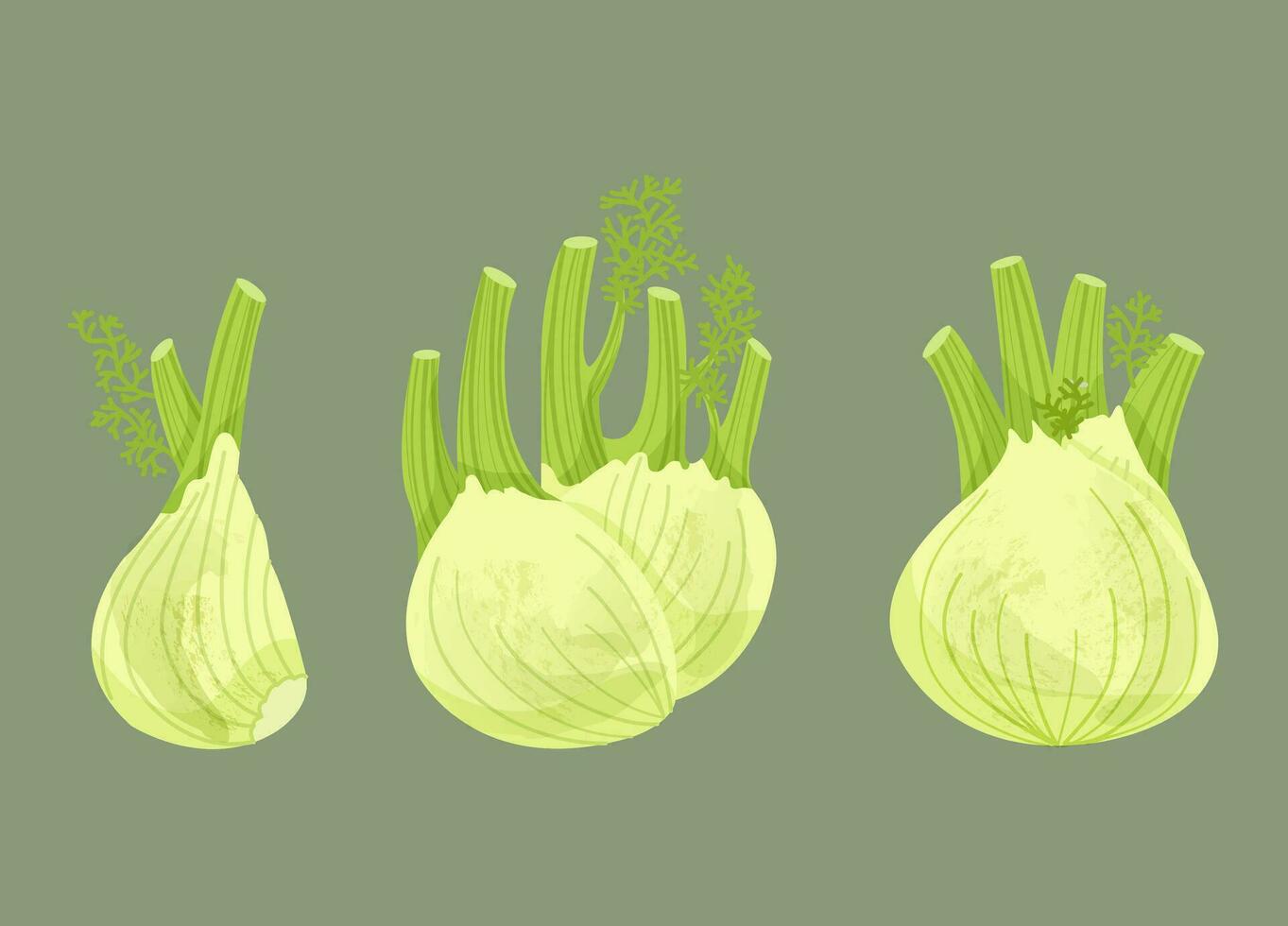 Fenchel Gemüse Vektor Illustration
