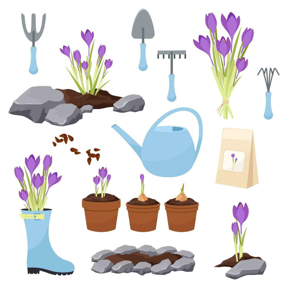 stor uppsättning av illustrationer med krokus blommor. trädgård verktyg, plantering blommor, vår blommor. vektor
