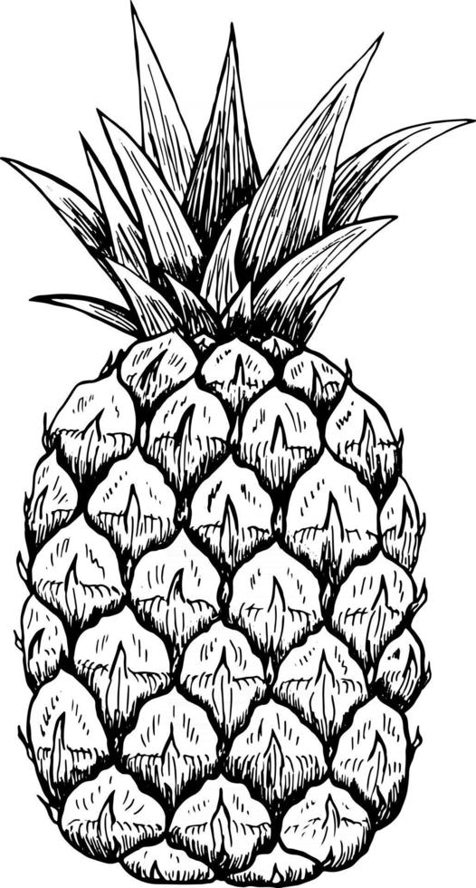 skiss av en ananas. isolerad handritad ananas. tropisk frukt. vektor