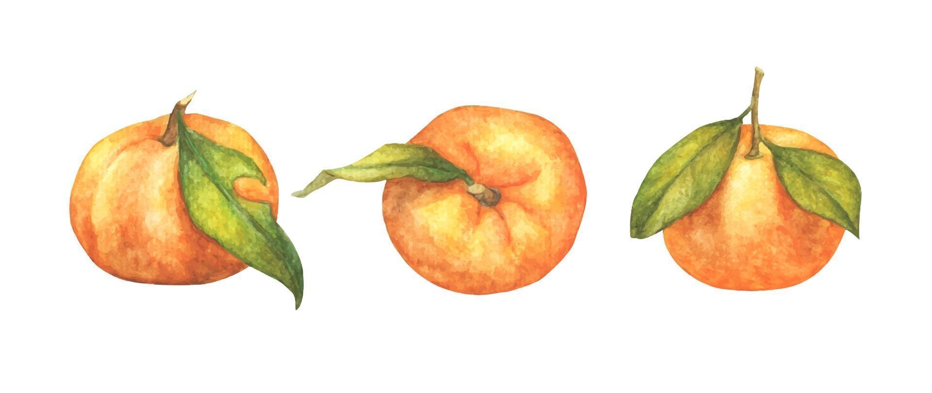 Reihe von Orangenfrüchten. Aquarellillustration. vektor