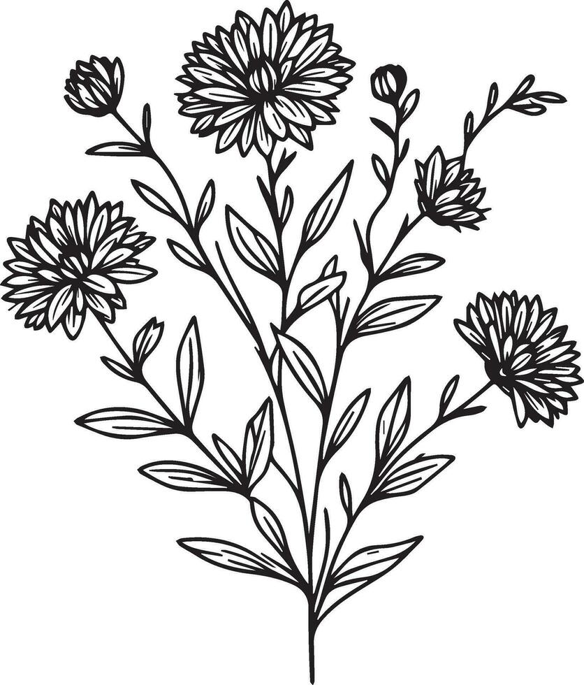 realistisch Aster Blume Färbung Seiten, aste tätowieren Zeichnung, Aster Zeichnung, Blume Cluster Zeichnung, süß Blume Färbung Seiten, Illustration Vektor Kunst, schwarz Primel tätowieren Anti-Stress Färbung Seite