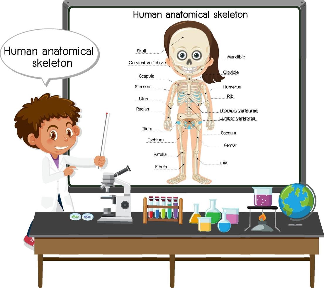 ung läkare förklarar mänskligt anatomiskt skelett vektor