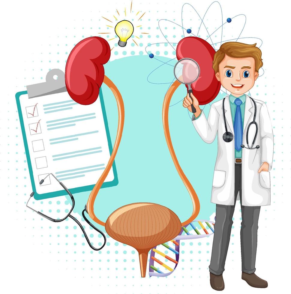 Arzt und menschliche Niere und Blase auf weißem Hintergrund vektor