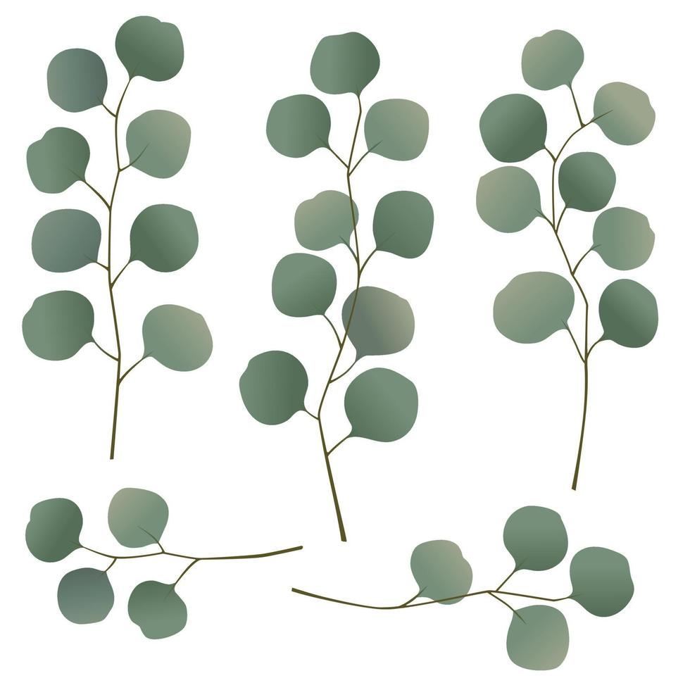 eukalyptusblad och grenar vektorillustrationer vektor