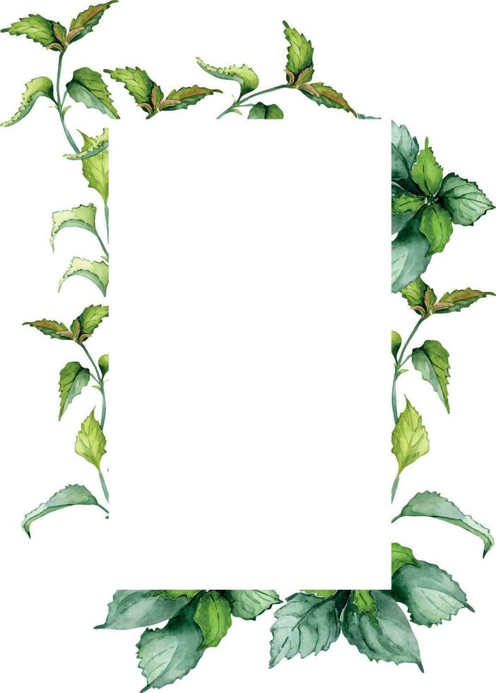 Rahmen von Nessel Stengel Kräuter- Pflanze Aquarell Illustration isoliert auf Weiß Hintergrund. Urtica Dioika, Grün Blätter, nützlich Kraut Hand gezeichnet. Design zum Etikett, Paket, Postkarte vektor