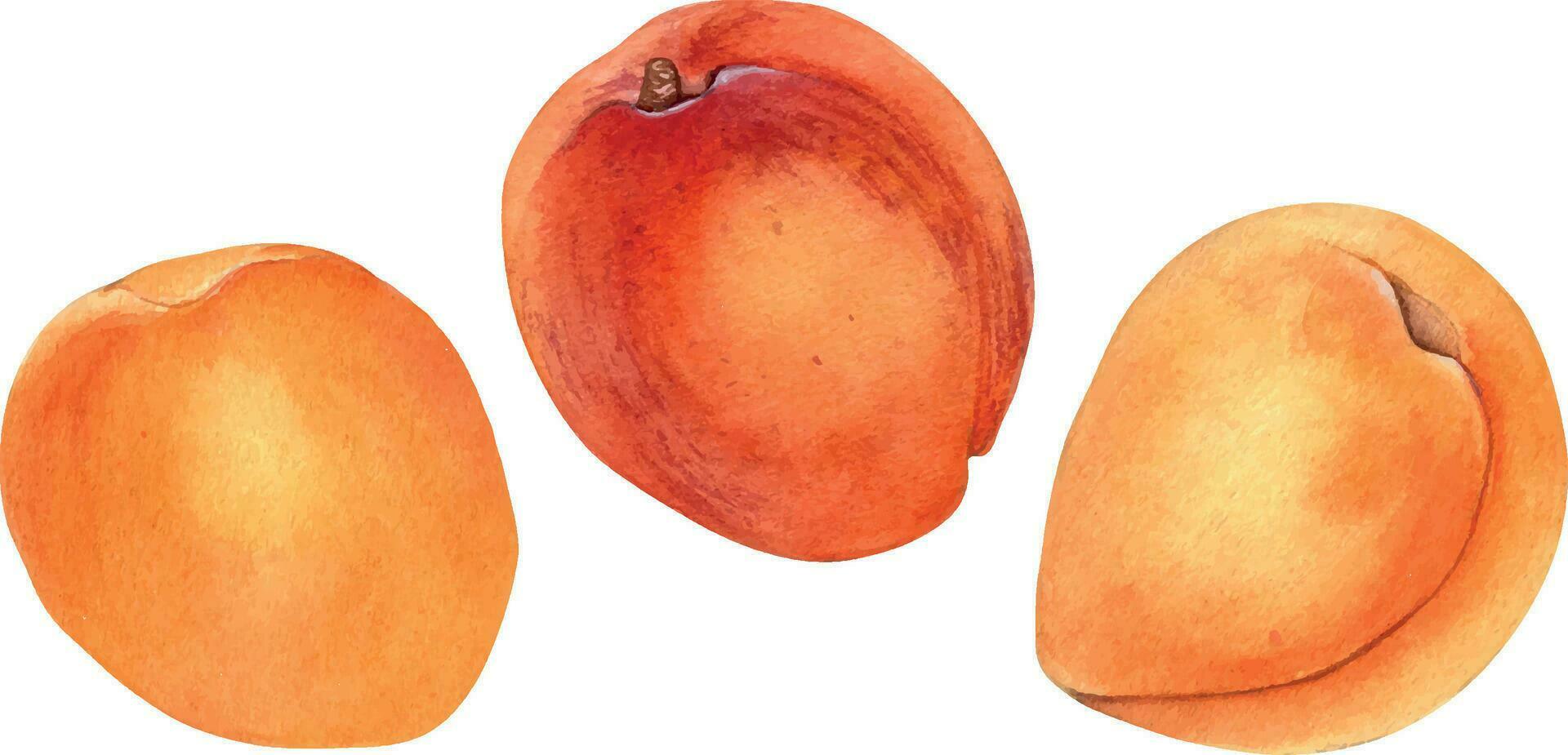einstellen von ganze Aprikosen, Gelb Obst isoliert, Aquarell Illustration auf Weiß Hintergrund. Orange Früchte, Pfirsich, Nektarine Hand gezeichnet. Design Element zum Paket, Etikette vektor