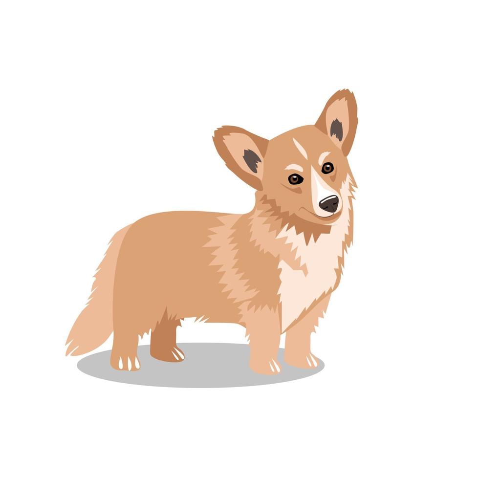 söt hund av rasen pembroke welsh corgi vektor